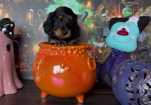 Scaredy Pants Nonrefundable Deposit