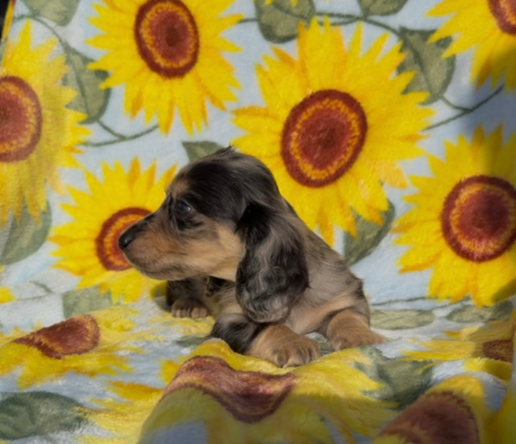 BANANA CHIP 💛NONREFUNDABLE DEPOSIT