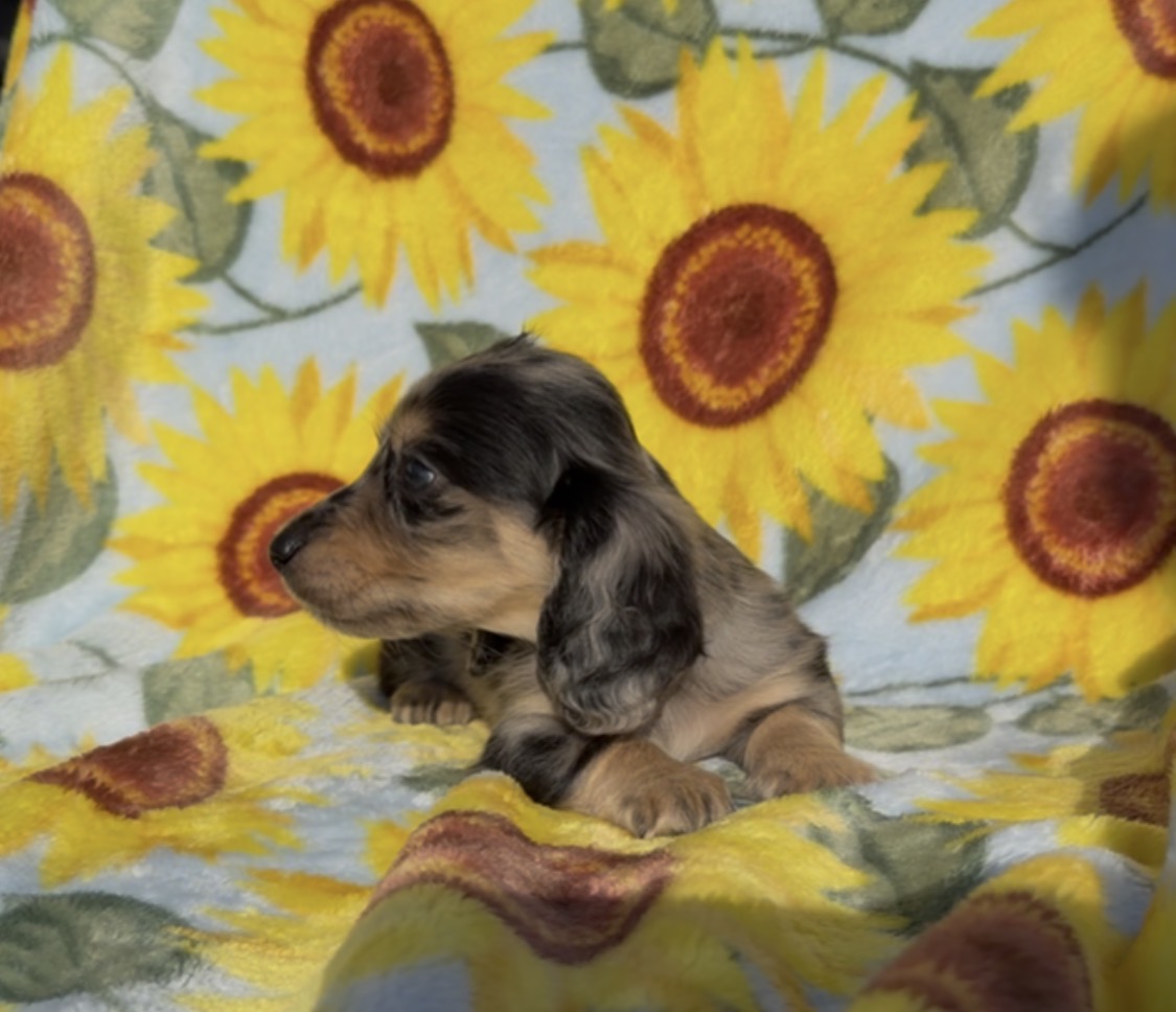 BANANA CHIP 💛NONREFUNDABLE DEPOSIT