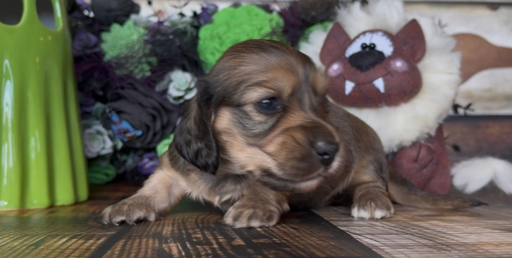 Duchess Nonrefundable Deposit