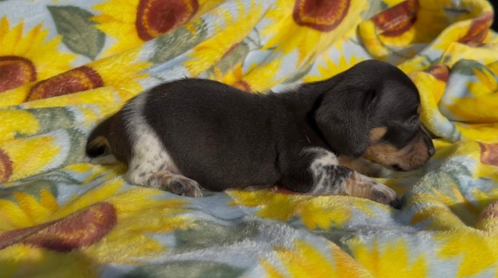 WHOOPIE PIE 💙 NONREFUNDABLE DEPOSIT