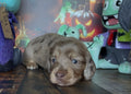 Dachshund puppy with a chocolate dapple longhair coat, pale blue eyes and a NONREFUNDABLE DEPOSIT listing.