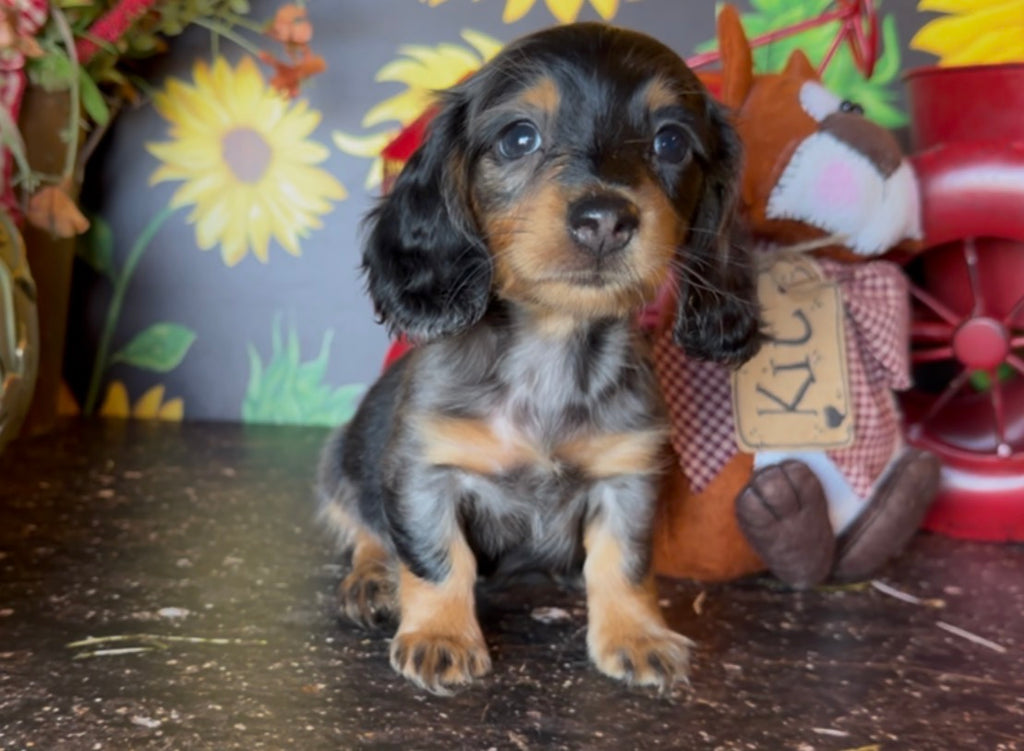 DOLLY NONREFUNDABLE DEPOSIT (Copy)