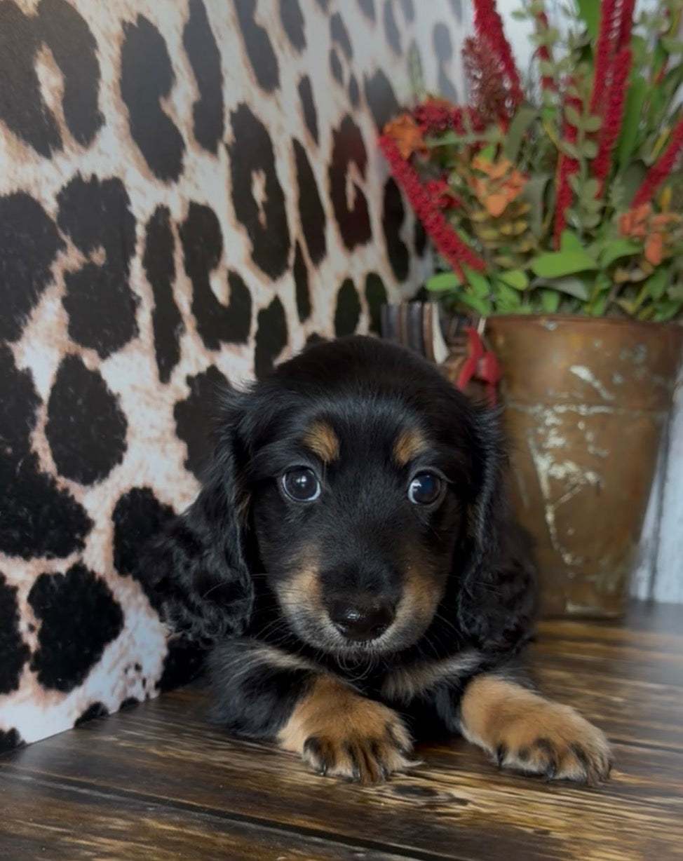 SAILOR 💙 NONREFUNDABLE DEPOSIT