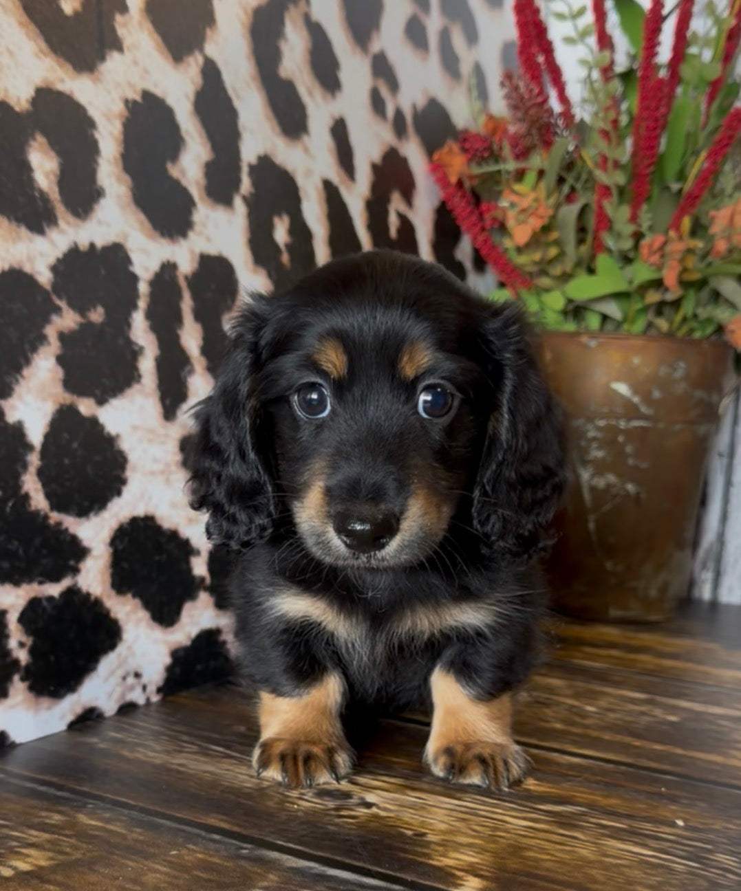 SAILOR 💙 NONREFUNDABLE DEPOSIT