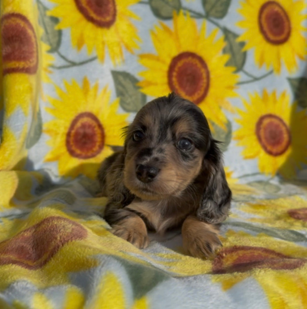 BANANA CHIP 💛NONREFUNDABLE DEPOSIT