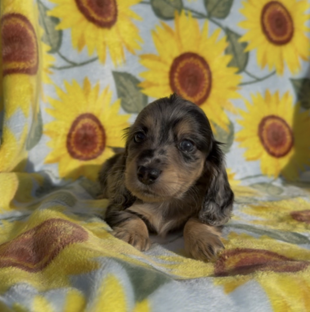 BANANA CHIP 💛NONREFUNDABLE DEPOSIT