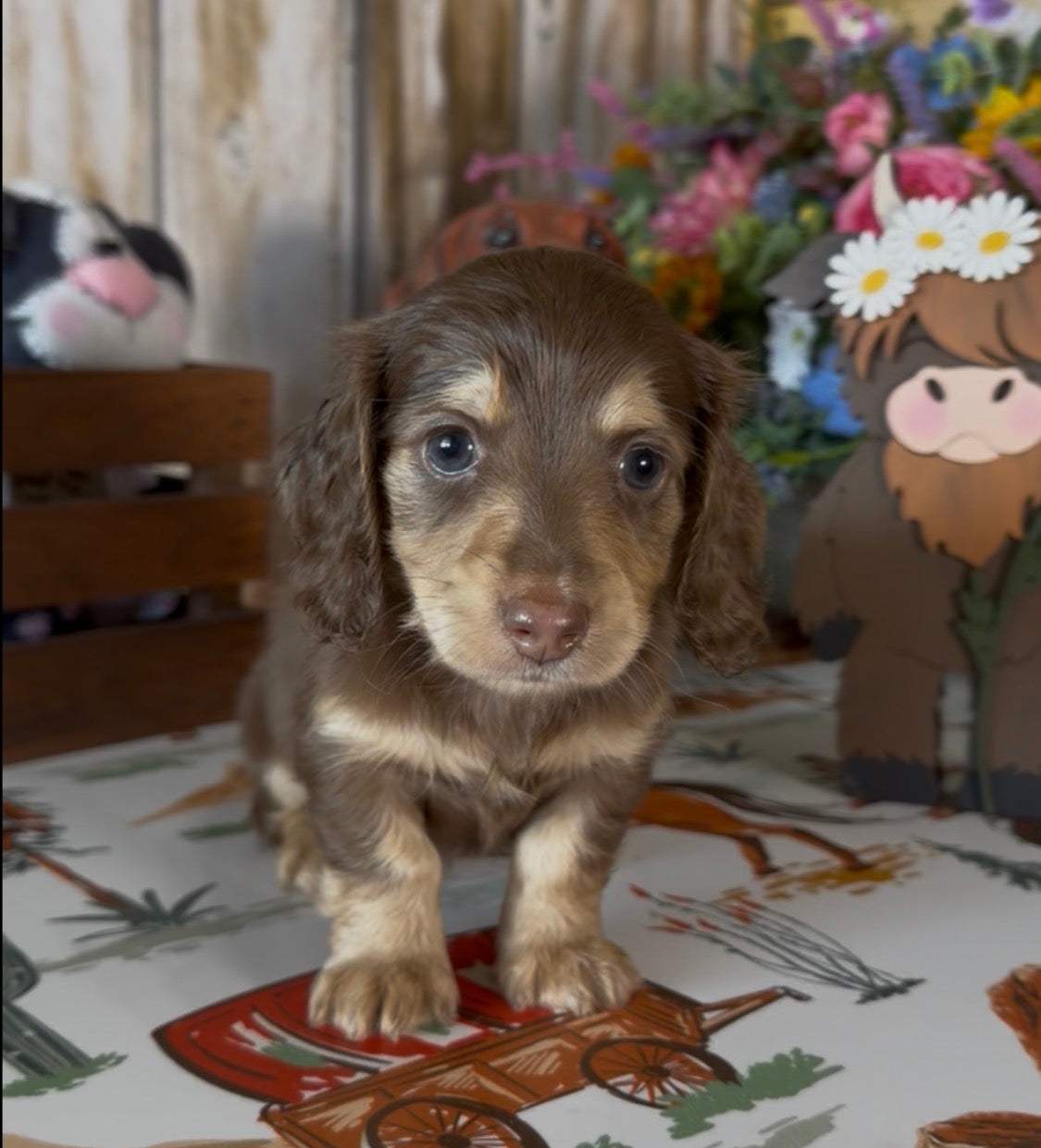 Coco Puff Nonrefundable Deposit