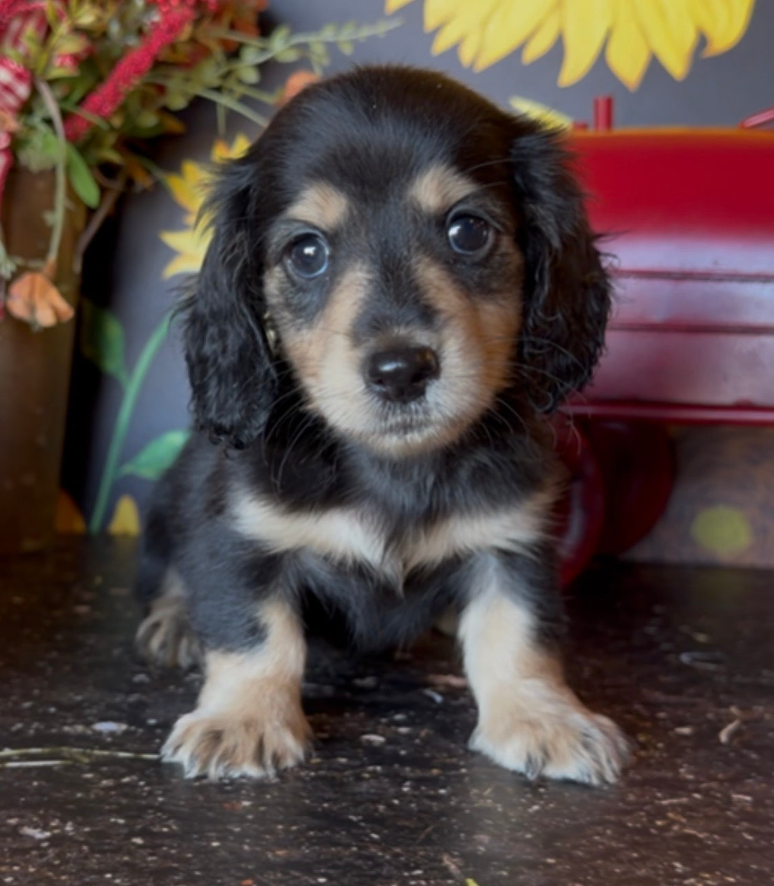 MINNIE Nonrefundable Deposit