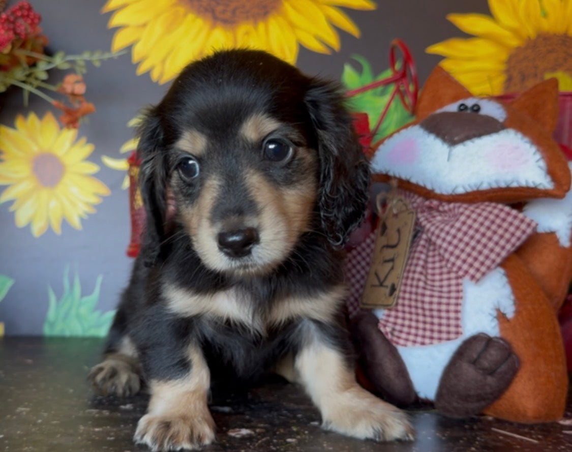 MINNIE Nonrefundable Deposit