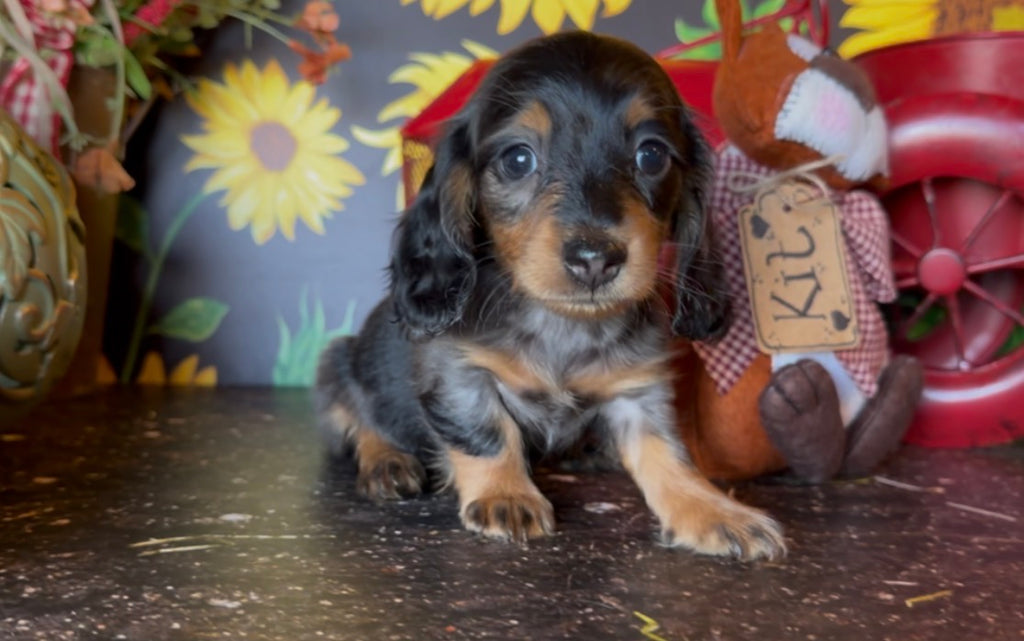 DOLLY NONREFUNDABLE DEPOSIT (Copy)