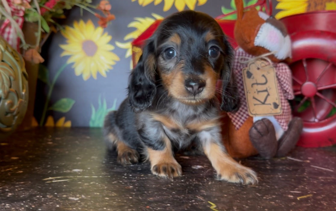 DOLLY NONREFUNDABLE DEPOSIT (Copy)