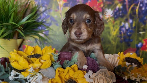 Chocolate and cream longhair female puppy Coco Puff with nonrefundable deposit details and AKC limited papers information
