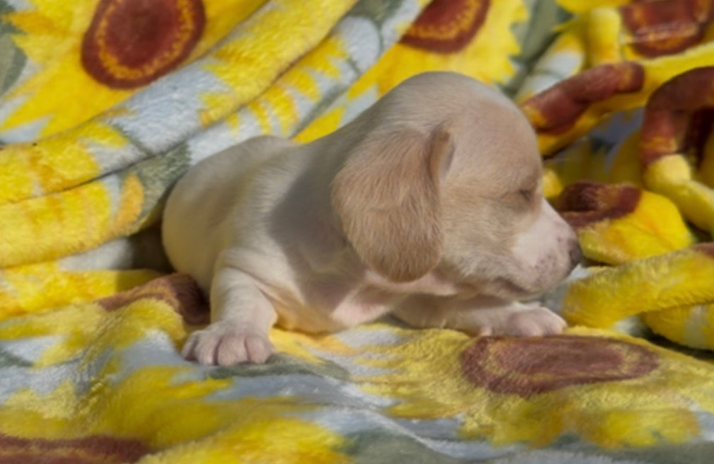 PEANUT BUTTER 💙 NONREFUNDABLE DEPOSIT
