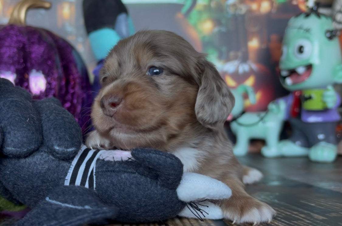 Waffles Nonrefundable Deposit