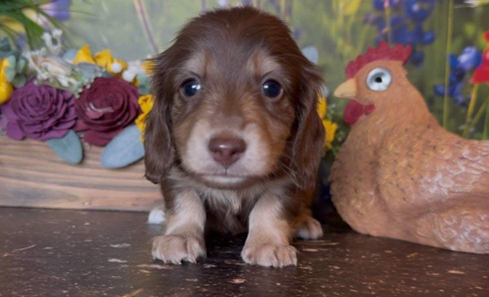 Chocolate cream longhair male puppy with nonrefundable deposit details