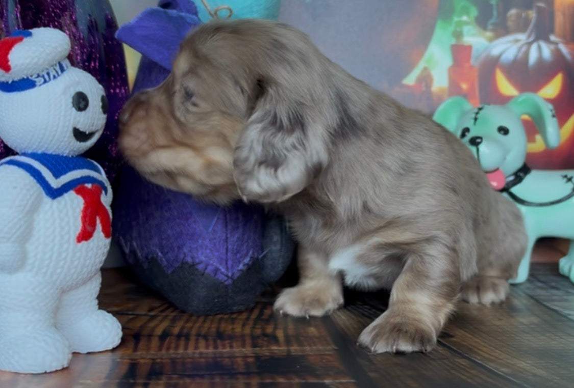 Truffles Nonrefundable Deposit