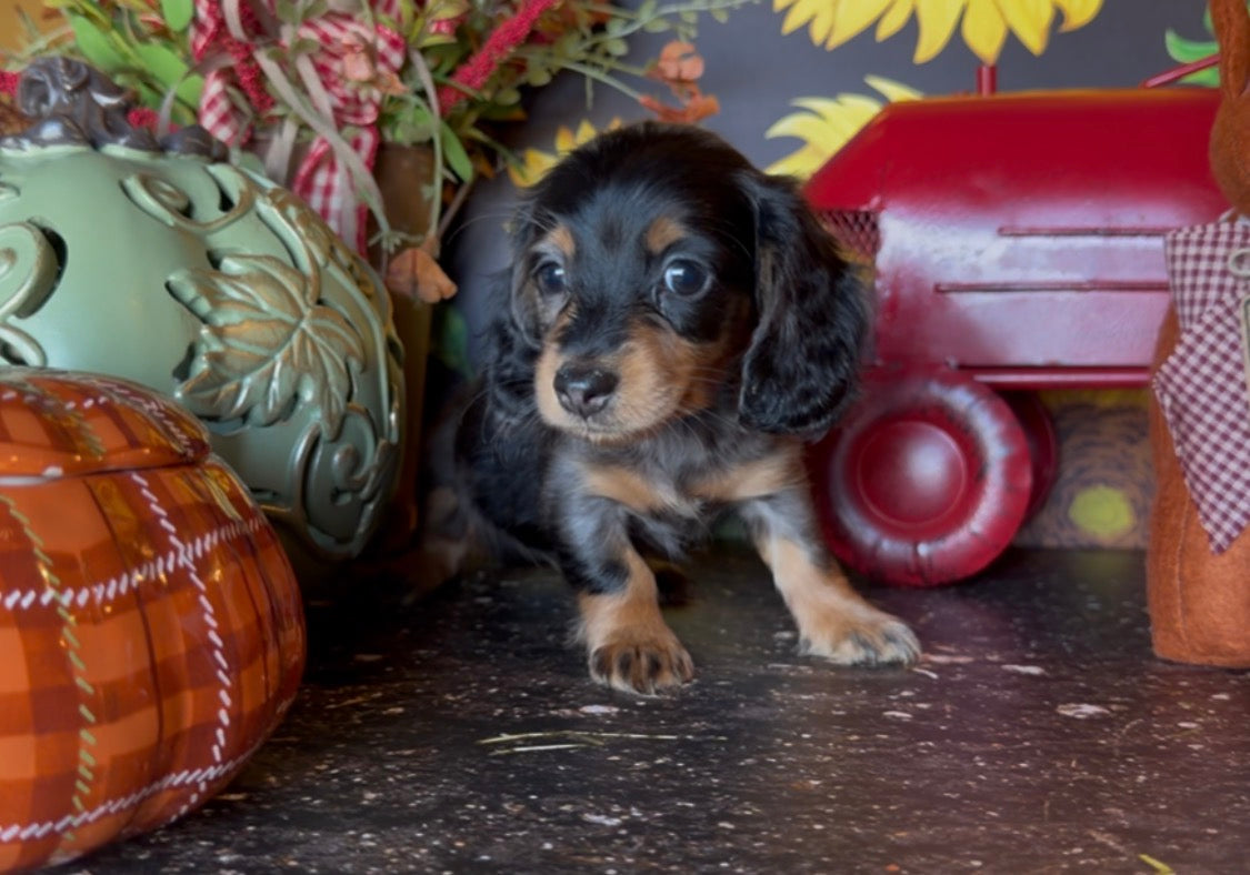 DOLLY NONREFUNDABLE DEPOSIT (Copy)