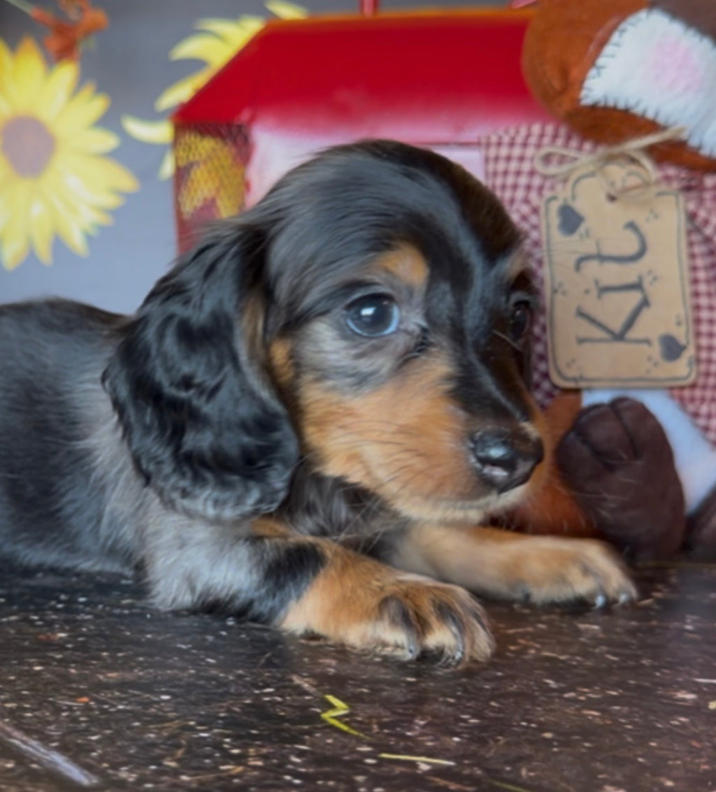 DOLLY NONREFUNDABLE DEPOSIT (Copy)