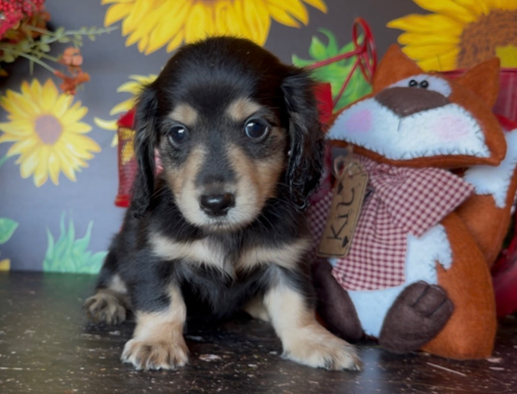 MINNIE Nonrefundable Deposit