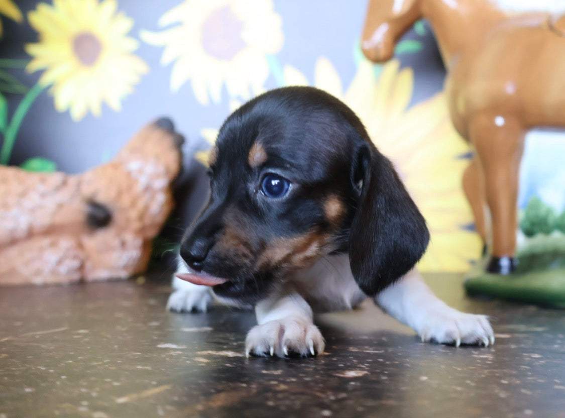 Bubbalicious 💙 NONREFUNDABLE DEPOSIT