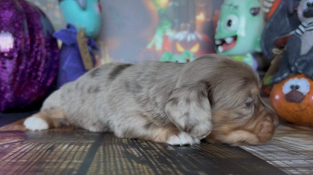 Waffles Nonrefundable Deposit