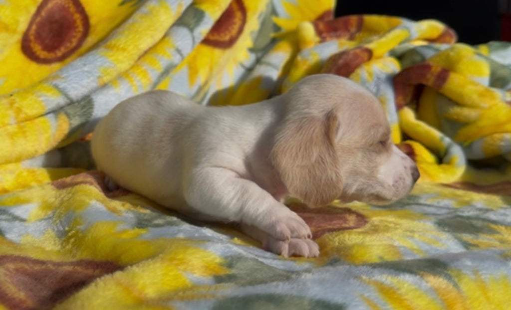 PEANUT BUTTER 💙 NONREFUNDABLE DEPOSIT