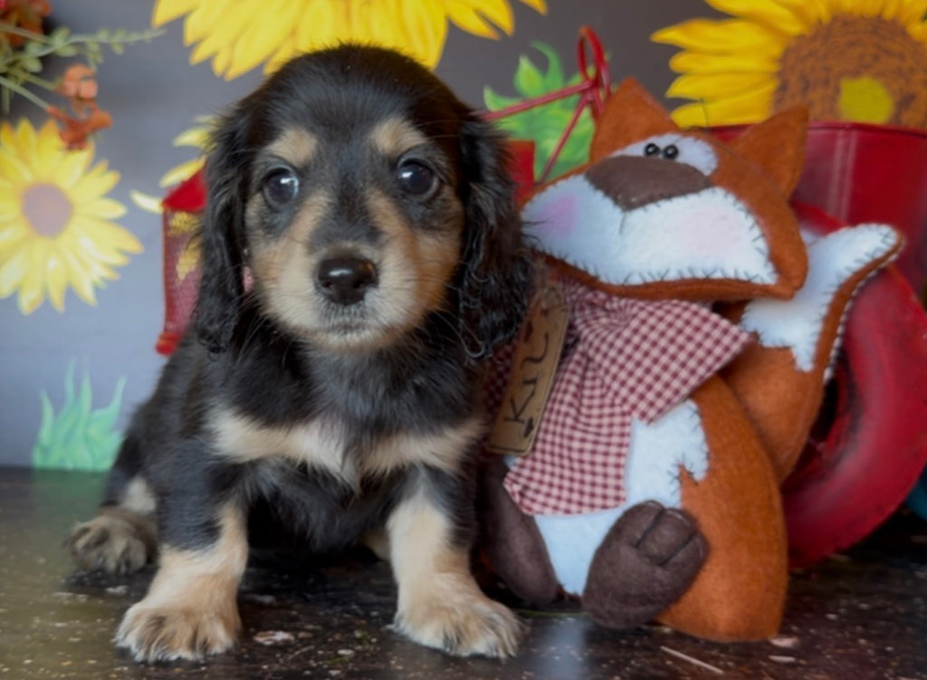 MINNIE Nonrefundable Deposit