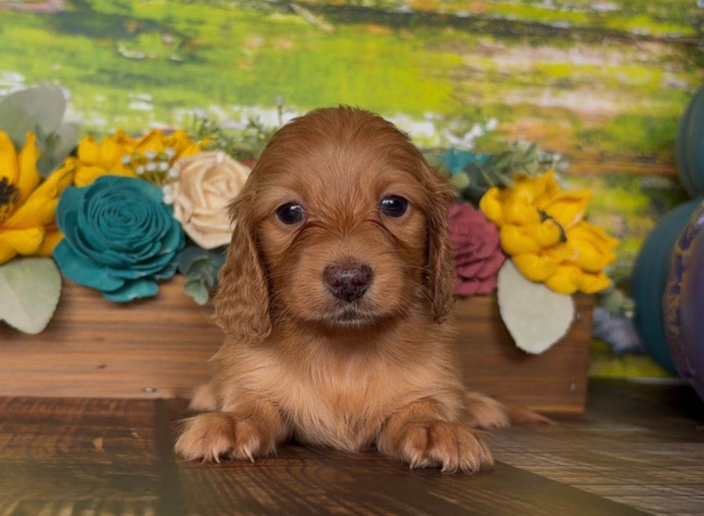 Longhaired dachshund puppy with a reddish-brown coat and floppy ears, featured with the NONREFUNDABLE DEPOSIT listing.