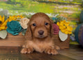 Longhaired dachshund puppy with a reddish-brown coat and floppy ears, featured with the NONREFUNDABLE DEPOSIT listing.