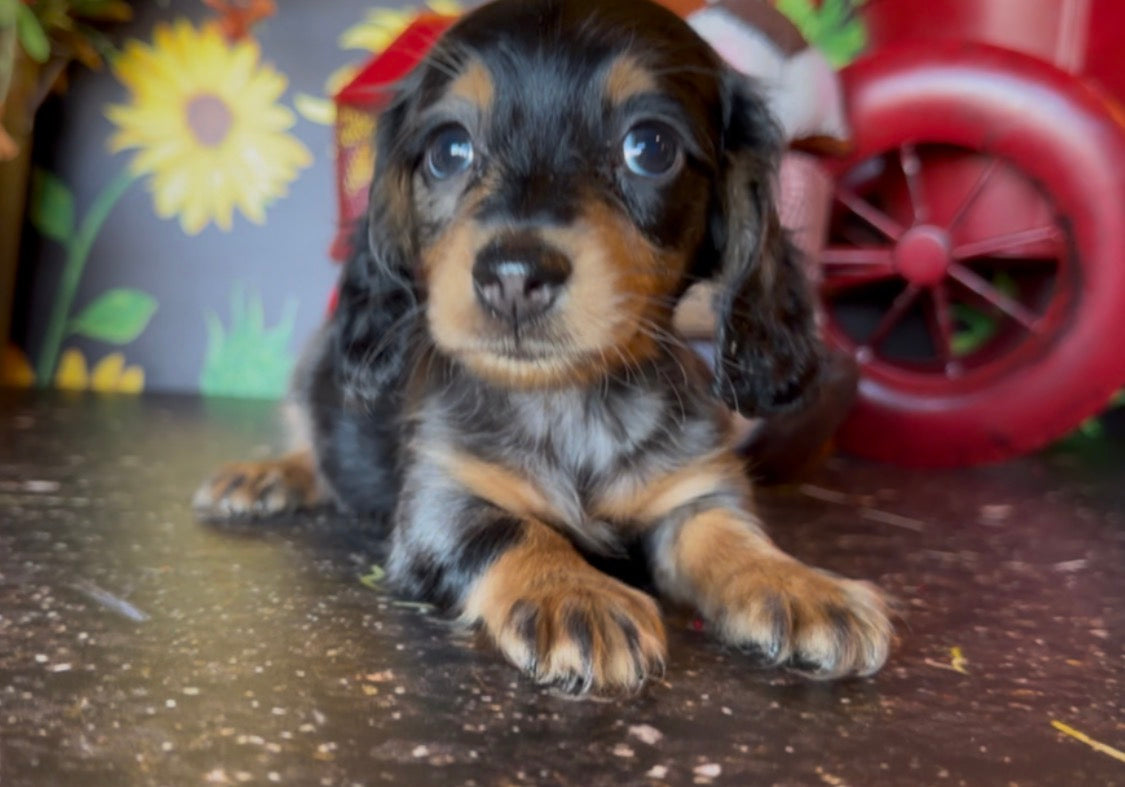 DOLLY NONREFUNDABLE DEPOSIT (Copy)