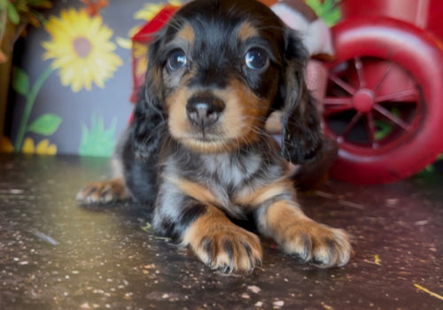 DOLLY NONREFUNDABLE DEPOSIT (Copy)