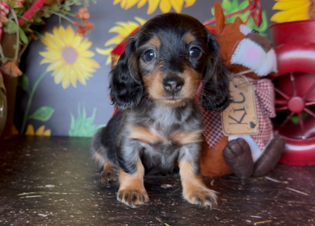 DOLLY NONREFUNDABLE DEPOSIT (Copy)