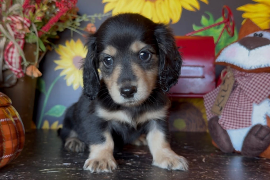 MINNIE Nonrefundable Deposit