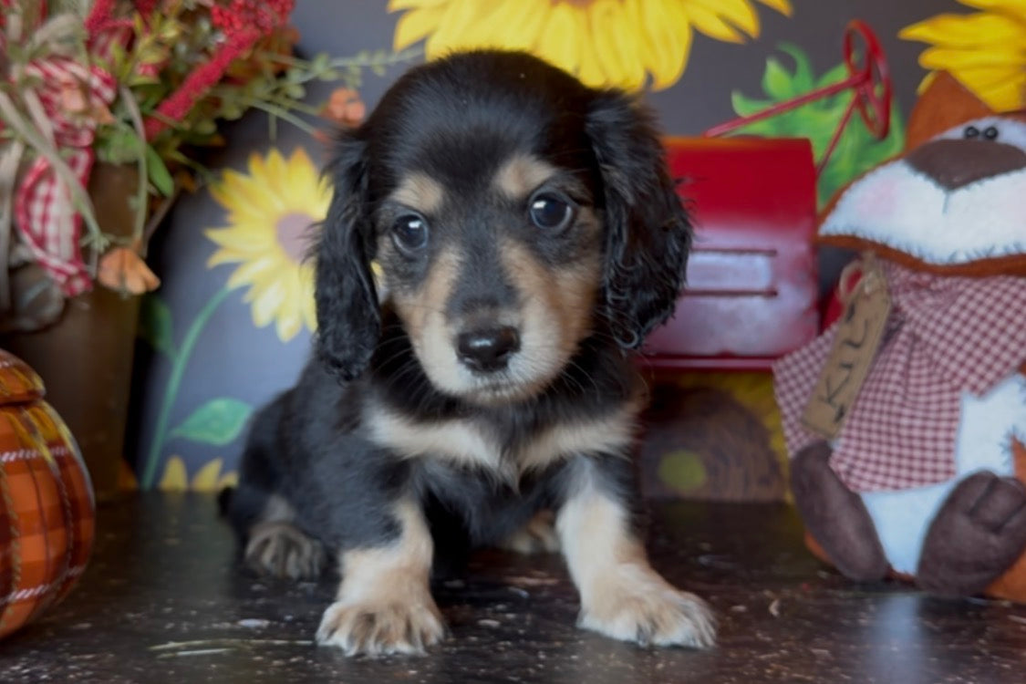 MINNIE Nonrefundable Deposit