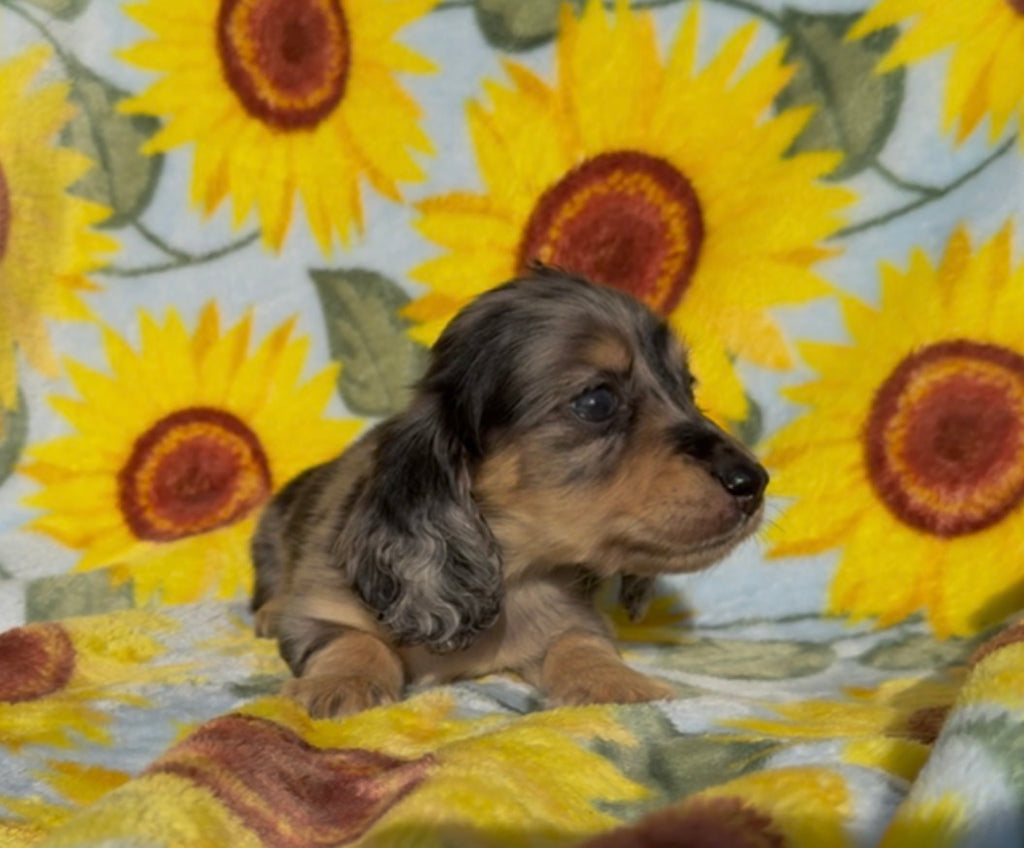 BANANA CHIP 💛NONREFUNDABLE DEPOSIT