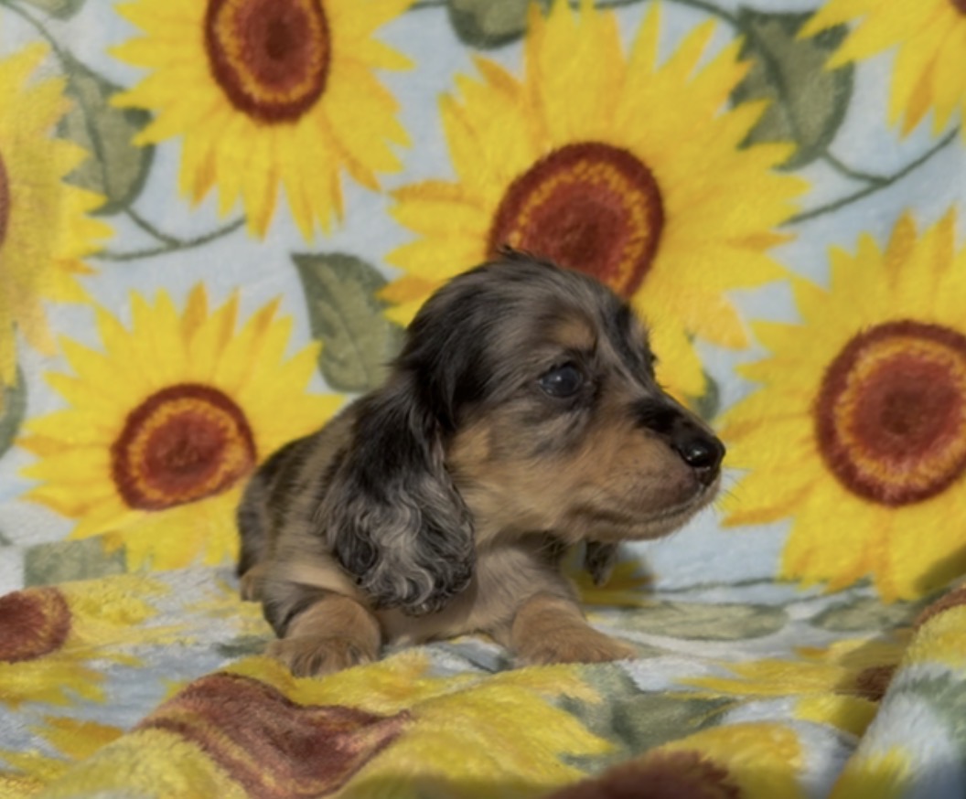 BANANA CHIP 💛NONREFUNDABLE DEPOSIT
