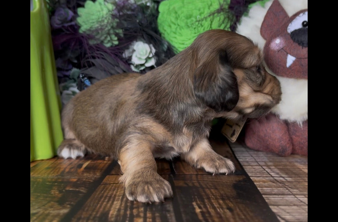 Duchess Nonrefundable Deposit