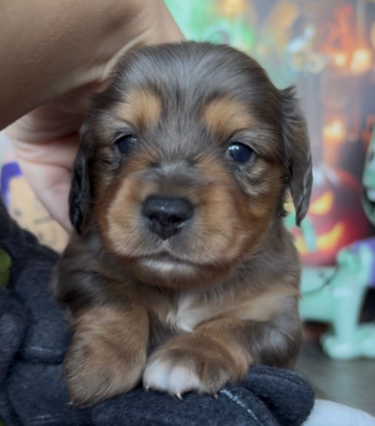Dachshund puppy with a black and tan dapple longhaired coat, white paw tips, and a sweet face; NONREFUNDABLE DEPOSIT applies.