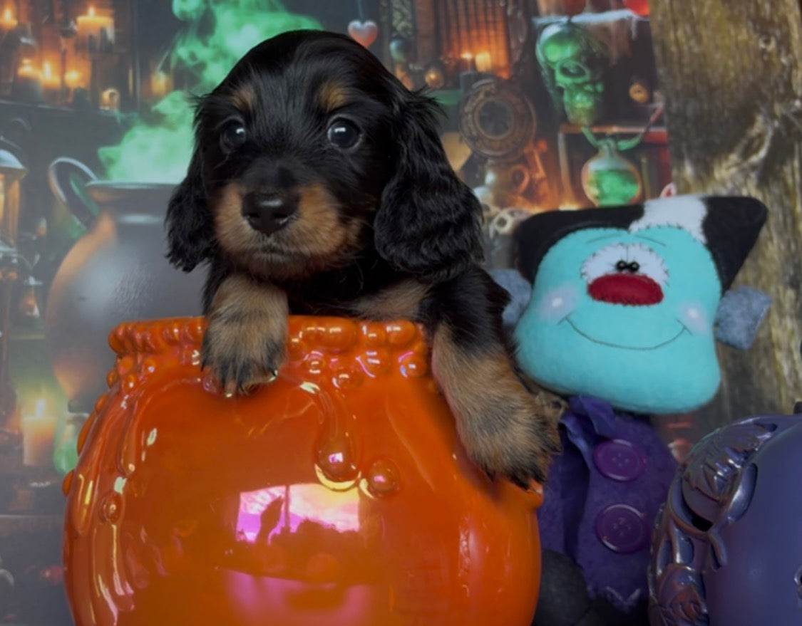 Dachshund puppy, black and tan longhair with floppy ears, perched on an orange pumpkin beside a blue plush toy; NONREFUNDABLE DEPOSIT