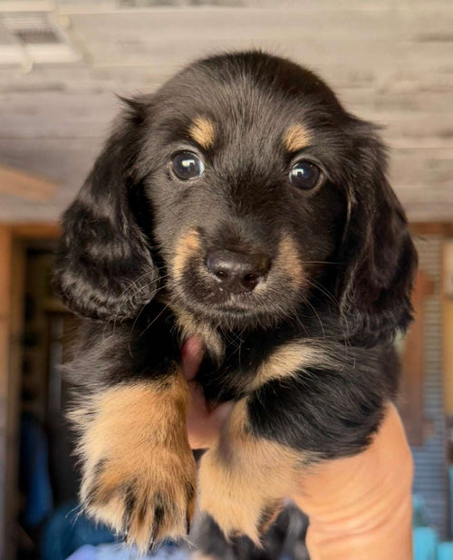 Dragonfly 💙 NONREFUNDABLE DEPOSIT 😍 PICK ME UP SUNDAY!