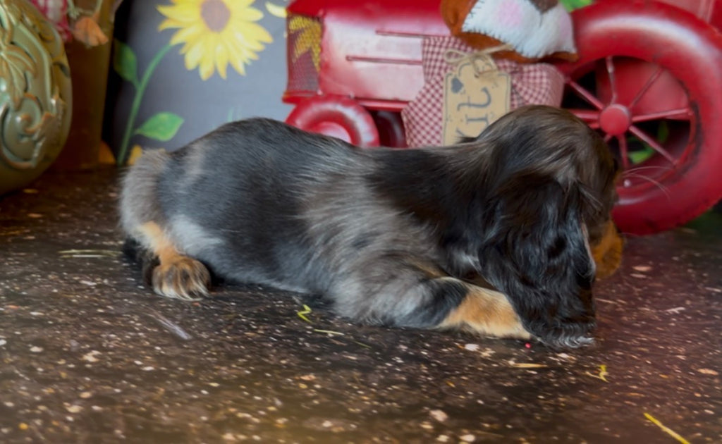DOLLY NONREFUNDABLE DEPOSIT (Copy)