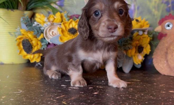 Coco Puff Nonrefundable Deposit