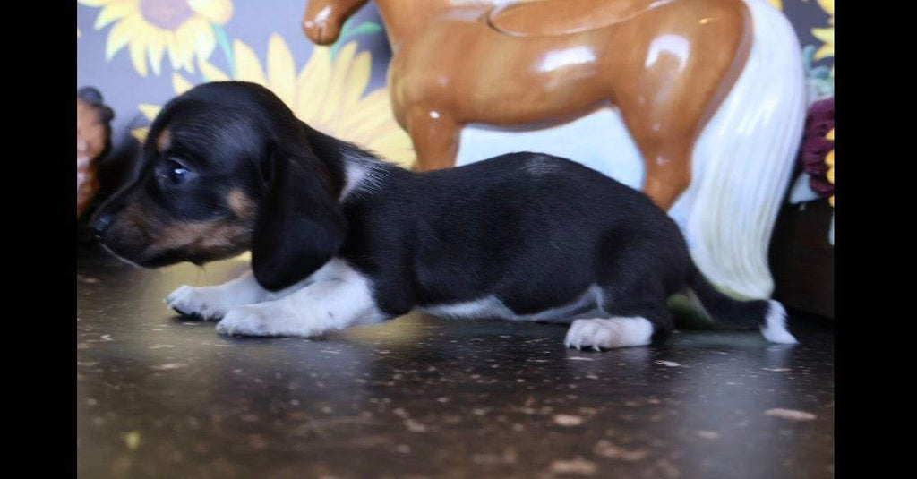 Bubbalicious 💙 NONREFUNDABLE DEPOSIT