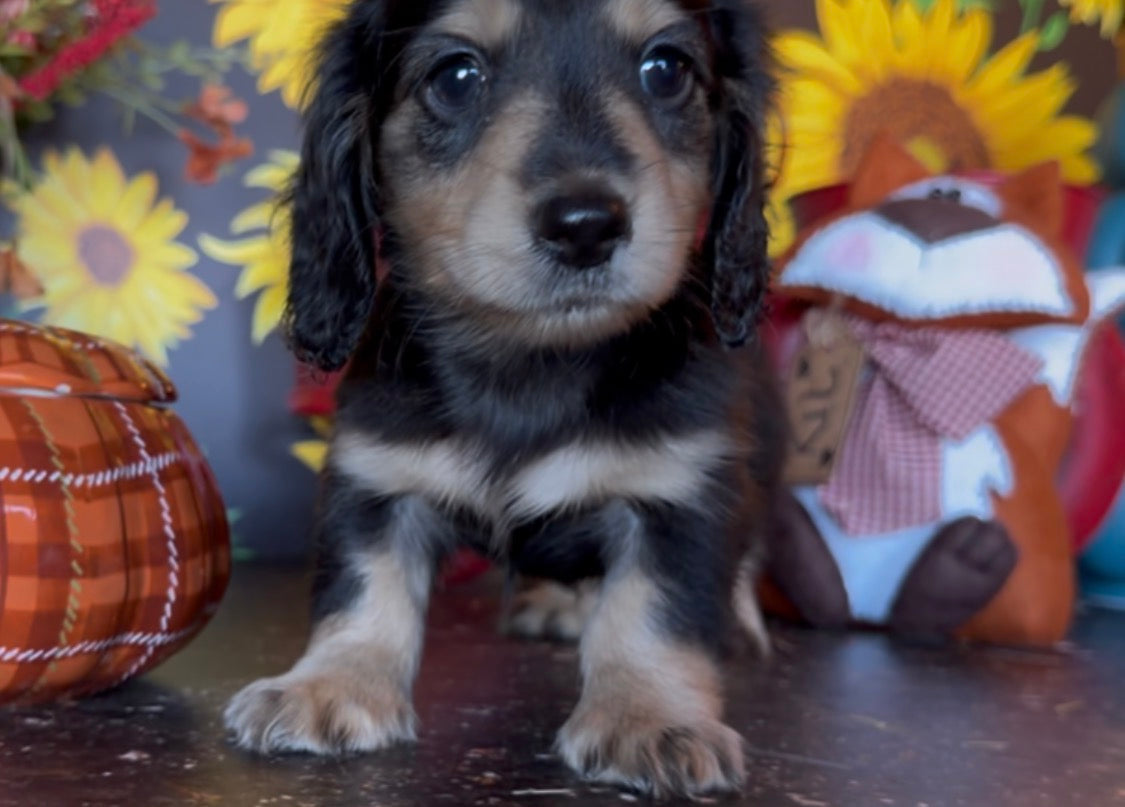 MINNIE Nonrefundable Deposit