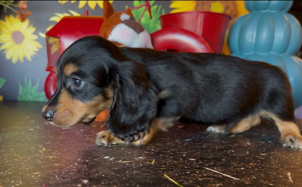 MILO NONREFUNDABLE DEPOSIT