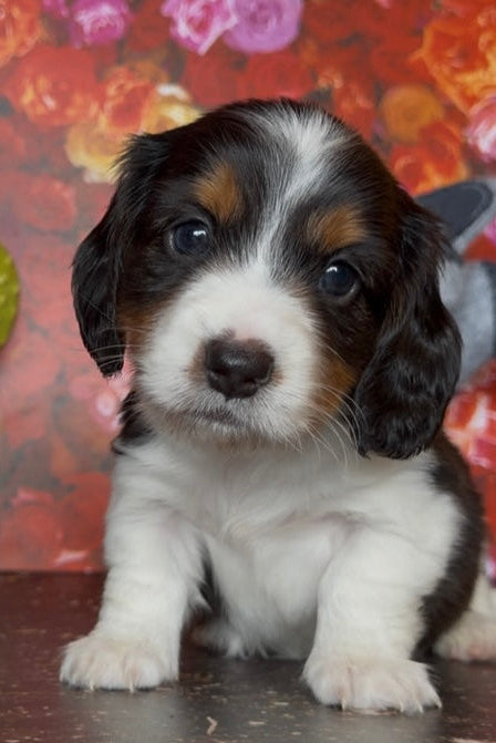 DACHSHUND PUPPIES OR SALE TEXAS