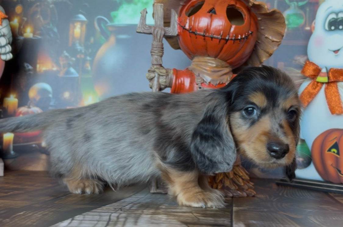 Jinx Nonrefundable Deposit 👻 PICK ME UP TODAY