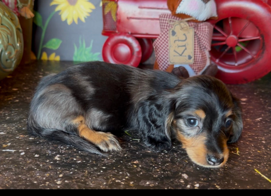 DOLLY NONREFUNDABLE DEPOSIT (Copy)