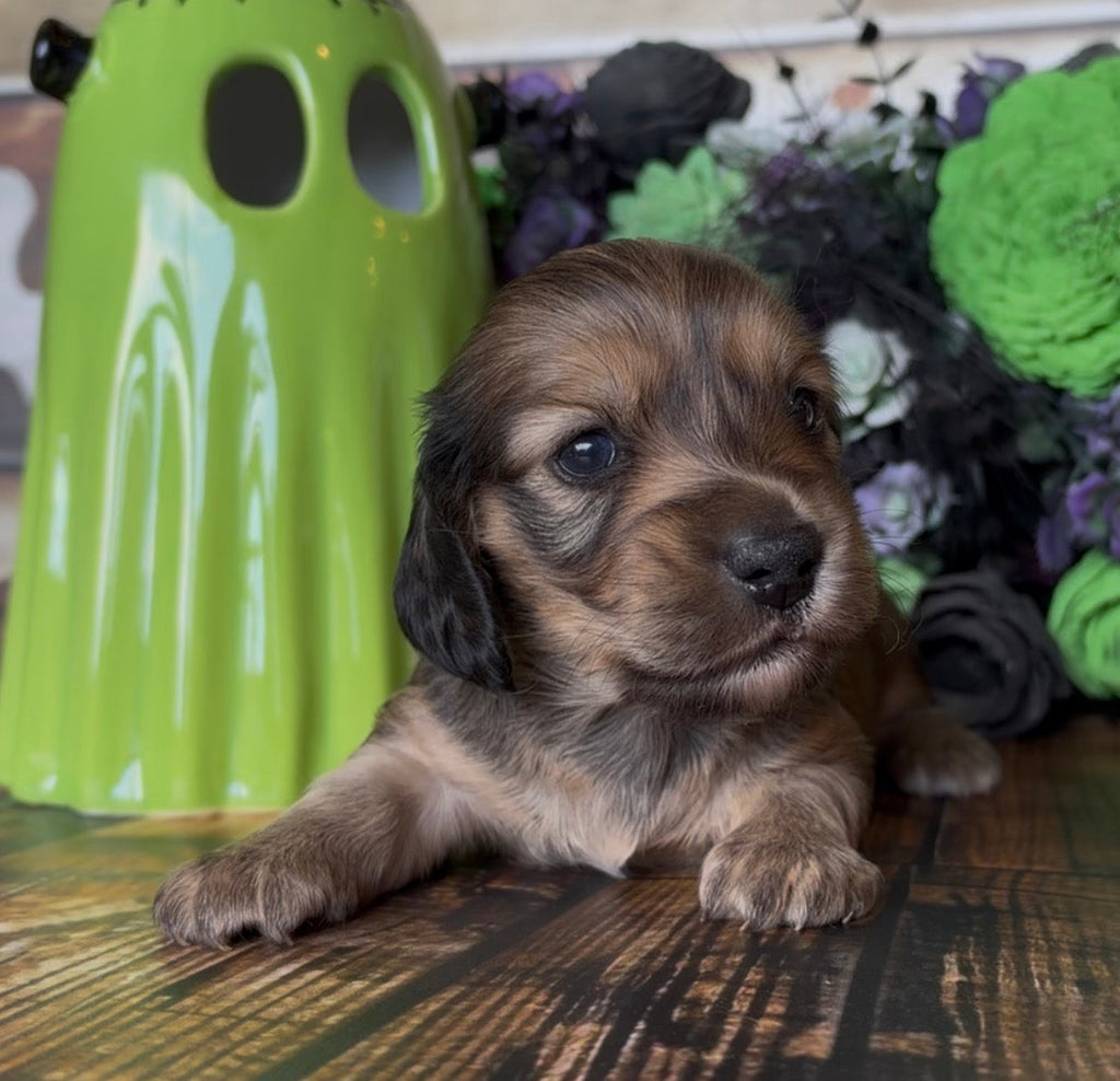 Dachshund puppy with long, soft brown and tan fur, dark floppy ears, and bright eyes; NONREFUNDABLE DEPOSIT listing
